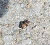 Carabus cancellatus
